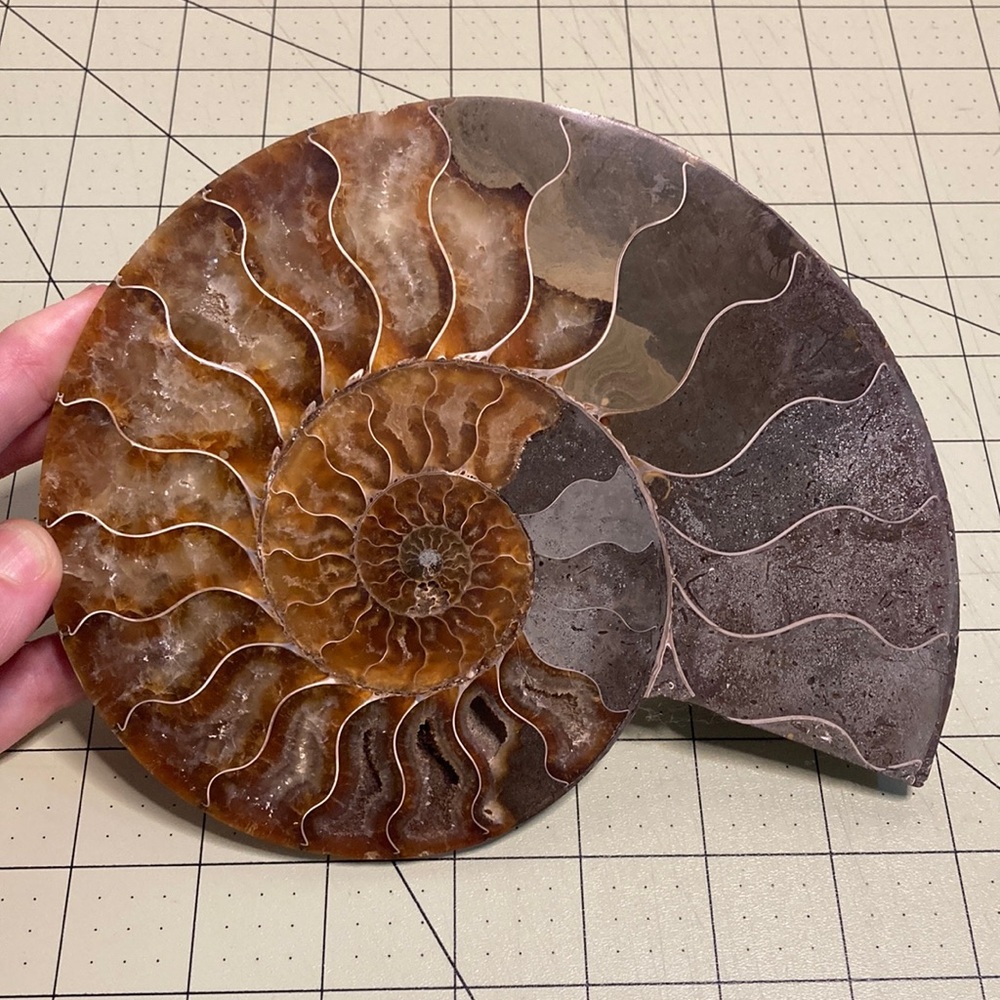 stunning Ammonite fossil with crystals -natural history 7”w